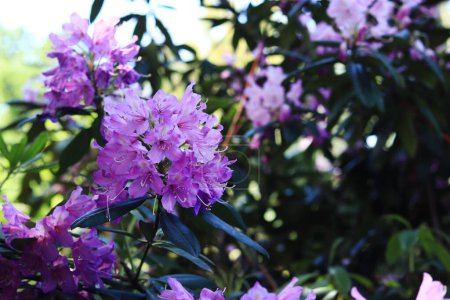 Rhododendronblüte. Sträucher blühen mit violetten Blüten. Blumen in leuchtenden Farben, Nahaufnahme. Blühende Rhododendrons in einem Park oder botanischen Garten. Natürlicher Hintergrund