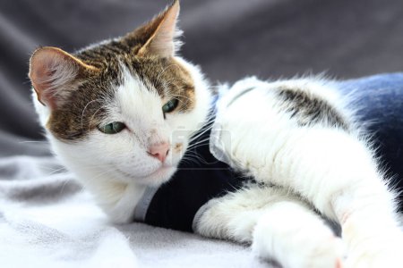 Close-up of a cat in a blanket after sterilization. Cat at home after surgery. Home care for an animal in a postoperative bandage. Cat after anesthesia. Pet after abdominal surgery. Castration