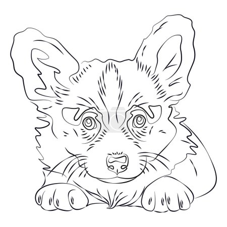 Illustration for Outline drawing of corgi puppy, dog illustration. The dog's face is drawn with lines. A dog is man's friend. Drawing of a dog for a tattoo - Royalty Free Image
