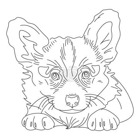 Illustration for Outline drawing of corgi puppy, dog illustration. The dog's face is drawn with lines. Drawing of a dog for a tattoo - Royalty Free Image