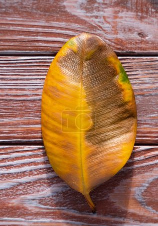 Photo for Fallen yellow ficus leaf on a wooden background. Improper care of ficus at home. Top view. Close-up. - Royalty Free Image