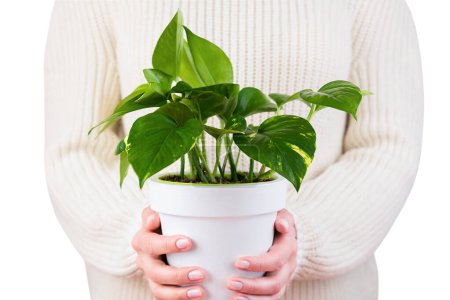 Woman holds houseplant Epipremnum aureum isolated on white background. Caring for indoor plants. Close-up. Selective focus.