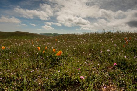 Photo for Landscape view  of spring flowers in California, USA,  on a partly cloudy day featuring the california poppy - Royalty Free Image