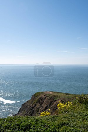 Photo for Patch of yellow Oxalis flowers blooming in Sausalito,  Marin Headlands recreation area, California, USA, on a clear blue sky day copy space , vertical composition - Royalty Free Image