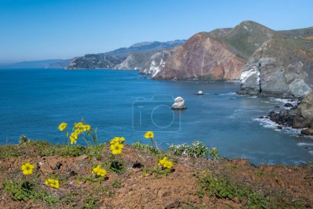 Photo for Selective focus yellow Oxalis flowers blooming in Sausalito,  Marin Headlands recreation area, California, USA, on a clear blue sky day with copy space  with a view of the ocean and boulders typical of the California Coas - Royalty Free Image