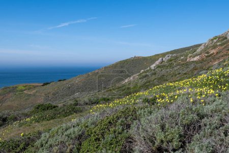 Photo for Patch of yellow Oxalis flowers blooming in Sausalito,  Marin Headlands recreation area, California, USA, on a clear blue sky day with and copy space - Royalty Free Image
