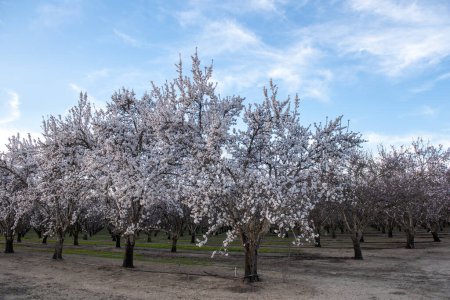 Téléchargez les photos : Vue panoramique sur les fleurs d'amandier dans le verger au début du printemps à Winters, Californie, États-Unis, avec également le système d'irrigation - en image libre de droit