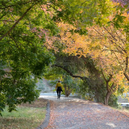 Téléchargez les photos : Davis ; Californie ; États-Unis. Le 06 novembre 2022. Une femme âgée marche le dos à la caméra sur un chemin de l'Arboretum UC Davis à l'automne - en image libre de droit