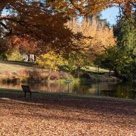 Téléchargez les photos : Feuilles tombant d'un arbre à l'arboretum UC Davis, CA, USA, par une belle journée ensoleillée, avec une passerelle et un banc, et face au lac Spafford - en image libre de droit