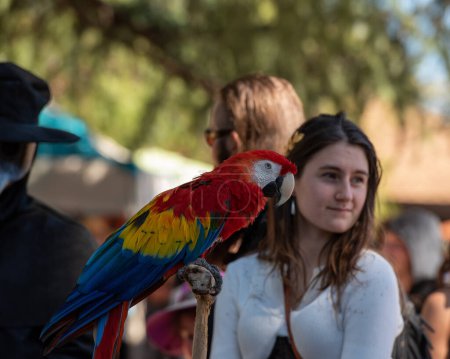 Photo for Folsom, CA, September 24, 2022. Red macaw and the public at the Folsom Renaissance Faire. After a hiatus due to the coronavirus pandemic, this fun historical festival was celebrated in the end of the summer of 2022 - Royalty Free Image