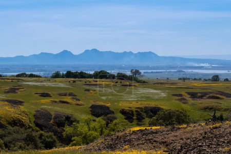 Landschaft im North Table Mountain Ecological Preserve, Oroville, Kalifornien, USA, an einem Frühlingstag mit weißen und gelben Wildblumen, Viehweiden und einem blauen, wolkenlosen Himmel über den Sutter Buttes