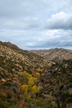 Álamo con hojas amarillas en otoño, vegetación ribereña en el sendero Blue Ridge en el Cañón Frío Stebbins en California, con montañas y picos