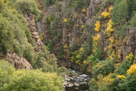Canyon du ruisseau à la forêt nationale Shasta-Trinity à l'automne, affichant des feuilles jaunes