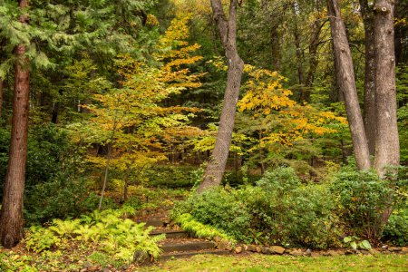 Botanischer Garten Dunsmuir im Herbst mit Herbstfarben und Schritten zu den Gärten