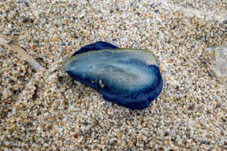 Velella Velella azul, por el viento-marinero, en la playa de California