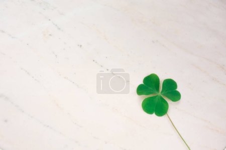Photo for Green clover leaf on a wooden table - Royalty Free Image