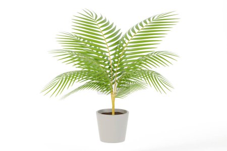 Téléchargez les photos : Palmier jaune réaliste, palmier malgache en pot gris sur fond blanc, maquette 3D. Illustration de rendu 3D. - en image libre de droit