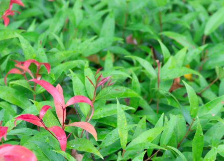 Green leaves with red soft shoots. After the rain, there will be water on the leaves.