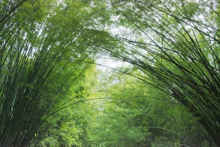 Photo for The bamboo trees along the path lean towards each other. - Royalty Free Image