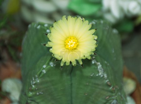 Téléchargez les photos : Ce cactus a de belles fleurs jaunes le matin. - en image libre de droit