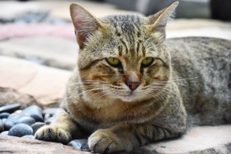 Téléchargez les photos : Le chat est assis confortablement sur le patio en pierre. - en image libre de droit