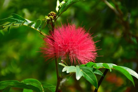 Photo for The red flowers when blooming look like round brushes. The buds are spherical, red. Red Head Powder Puff, Calliandra Haematocephala Hassk. Legumimosae-Mimosoideae. - Royalty Free Image