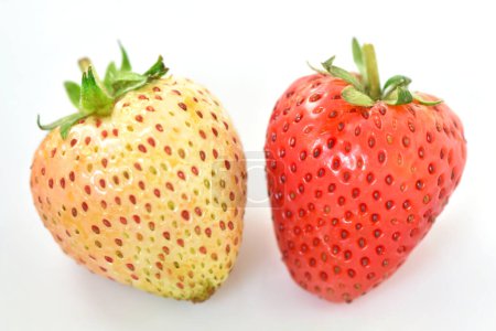 Foto de 2 fresas de diferentes colores La fruta inmadura tendrá un color blanco amarillento. La fruta madura es roja. - Imagen libre de derechos