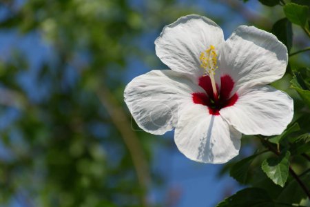 White hibiscus flowers are blooming beautifully in the daytime.