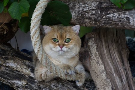 British Shorthair cat Sitting on the branch of a big tree It's hot during the day. Its nose is dark pink.