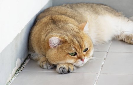 British Shorthair cat sleeping comfortably at the corner of the house ceramic tile floor.