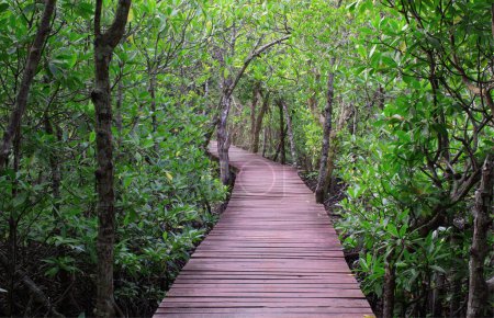 A wooden bridge built as a small walkway for tourists to walk and see the scenery and study the nature in the mangrove forest.