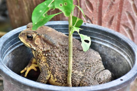 Fat toad. A toad was sitting in a small orange tree pot.
