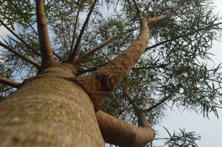 Foto de Enfoque selectivo, árbol de kurrajong desde abajo contra el cielo azul, hojas y tronco de árbol de kurrajong o con nombre científico Brachychiton rupestris. - Imagen libre de derechos