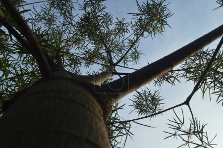 Foto de Enfoque selectivo, árbol de kurrajong desde abajo contra el cielo azul, hojas y tronco de árbol de kurrajong o con nombre científico Brachychiton rupestris. - Imagen libre de derechos