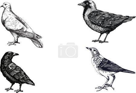 Téléchargez les photos : Illustration d'oiseaux noirs et blancs isolés sur du blanc. - en image libre de droit
