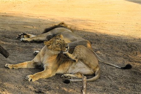 Asiatischer Löwe, Asiatische Löwenfamilie Löwe, König des Sasan-Gir-Waldes, Nationalpark, Tierwelt, Fotografie (Panthera leo persica), junges Weibchen, Gir Forest National Park, Gir Sanctuary, Gujarat, Indien