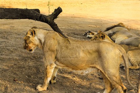 (Panthera leo persica) junges Weibchen, Nationalpark, Gir Sanctuary, Gujarat, Indien. Der Asiatische Löwe ist eine Löwenunterart, die im indischen Bundesstaat Gujarat als einzige Population existiert. Familienlöwe in freier Wildbahn