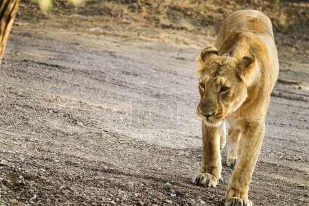 Królowa lasu (Panthera leo) Lwica Lew azjatycki w Parku Narodowym Gir Forest w Gujarat Indie. Azjatycki Lwica wizerunek zrobić w gujarat sasan gir jedyny miejsce w świat Azjatycki lew