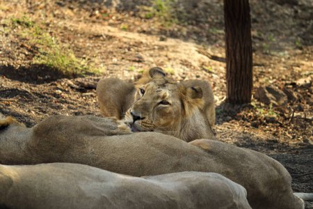 Zwei asiatische Löwen ruhen auf dem Waldboden im Gir-Nationalpark in Gujarat. Asiatischer Löwe läuft frei im Tannenwald. Löwenpaar im Wald mit Löwin Panthera leo
