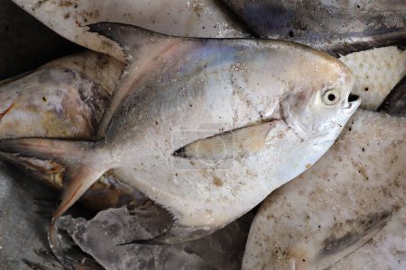 Photo for Pomfret (White Halwa) fish or Silver Pomfret, White Pomfret fish. The Indian Butterfish, better known as Pomfret or Paplet, is a type of Butterfish widely found in Asia, especially in Indian Ocean - Royalty Free Image