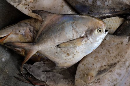 Photo for Pomfret (White Halwa) fish or Silver Pomfret, White Pomfret fish. The Indian Butterfish, better known as Pomfret or Paplet, is a type of Butterfish widely found in Asia, especially in Indian Ocean - Royalty Free Image