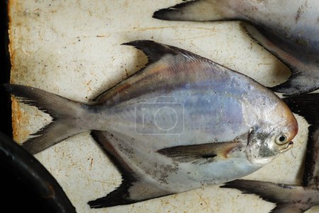 Photo for Pomfret (White Halwa) fish or Silver Pomfret, White Pomfret fish. The Indian Butterfish, better known as Pomfret or Paplet, is a type of Butterfish widely found in Asia, especially in Indian Ocean. - Royalty Free Image