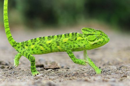 Green chameleon - Chamaeleo calyptratus side view of a veiled chameleon, Chamaeleo calyptratus. Beautiful color of chameleon panther, chameleon green panther in gujarat india