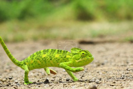 Veiled chameleon (chamaeleo calyptratus). Macro shots, Beautiful nature scene green chameleon. green chameleon - Chamaeleo calyptratus. Chameleon on the stone. Beautiful extreme close-up.