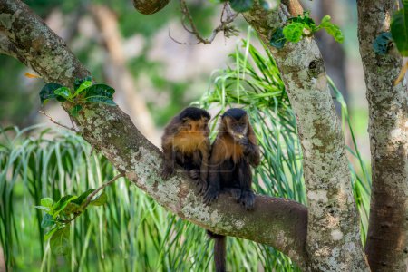 Dos monos capuchinos con mechones (Sapajus apella), también conocidos como macaco-prego en la naturaleza en Brasil.