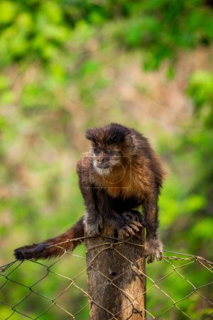 Mono capuchino copetudo (Sapajus apella), también conocido como macaco-prego en estado salvaje en Brasil.