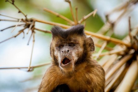 Primer plano del mono capuchino copetudo (Sapajus apella), también conocido como macaco-prego en estado salvaje en Brasil.
