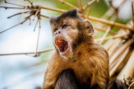 Primer plano del mono capuchino copetudo (Sapajus apella), también conocido como macaco-prego en estado salvaje en Brasil.