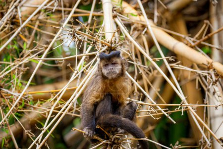 Mono capuchino copetudo (Sapajus apella), también conocido como macaco-prego en estado salvaje en Brasil.