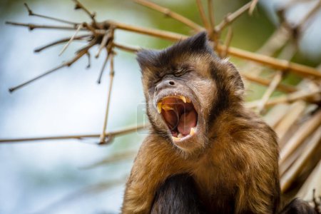 Foto de Primer plano del mono capuchino copetudo (Sapajus apella), también conocido como macaco-prego en estado salvaje en Brasil. - Imagen libre de derechos